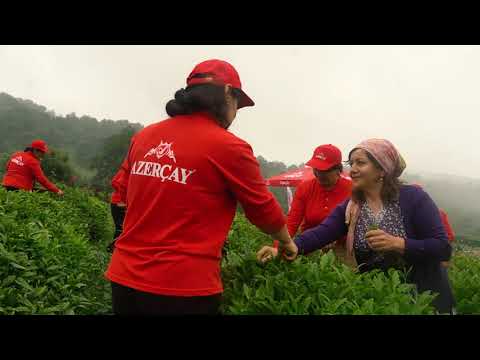 Cay-Gunu-layiheleri-2023