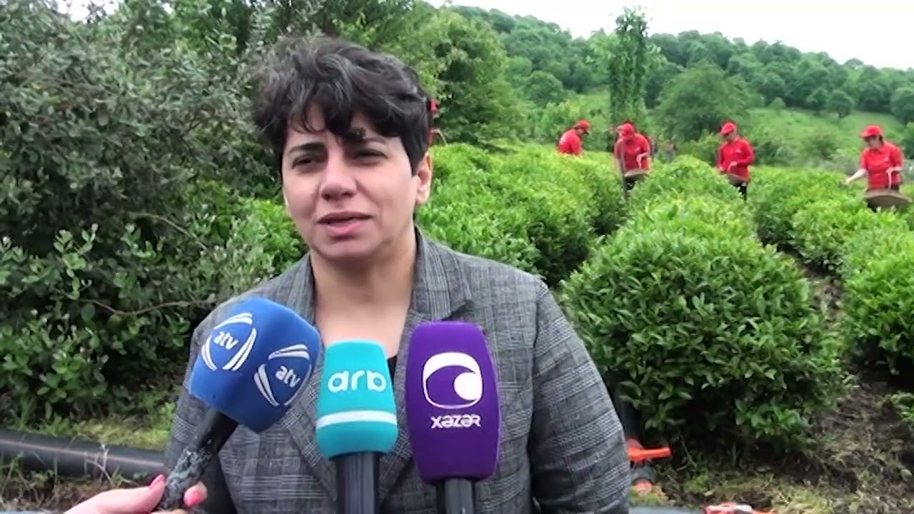 Azercay-ile-Masalli-Cay-Plantasiyasina-Media-Seyaheti